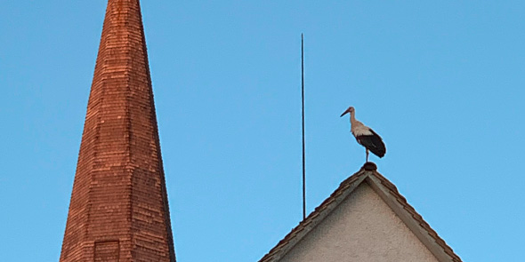 Storch auf Kirchdach