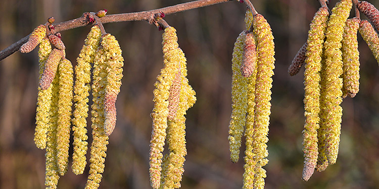 Sobald die ersten Haselkätzchen – die männlichen Blüten des Haselstrauchs – stäuben, machen sich bei den Allergikern erkältungsähnliche Symptome bemerkbar. (Bild: pixabay / Frauke Riether)