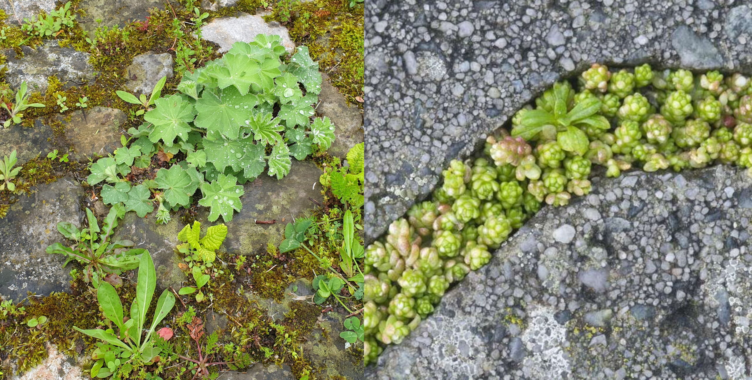 Manche Gartenliebhaber lieben es wild, andere strukturiert. Mit Sedum (Bild rechts), Dachgartenmischung oder Wildsalbei können unerwünschte Beikräuter verdrängt werden. (Bilder: cef / zvg)