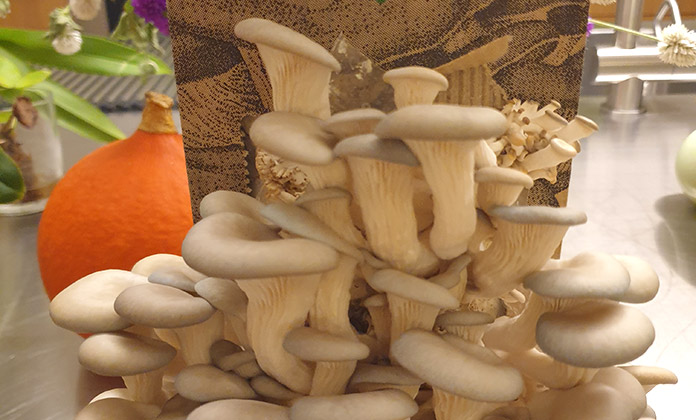 Binnen dreier Tage wachsen die Pilze in der Küche wie kleine Fingerlein aus dem Substrat zu essbaren, geöffneten Pilzkappen. (Bild: cef)