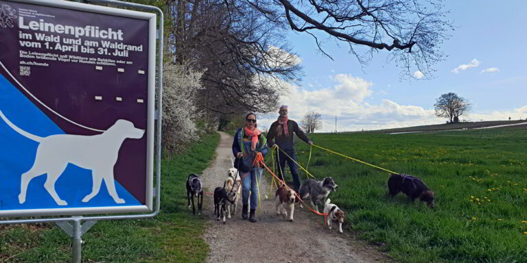 Hundesitter und Hundehalterinnen treffen sich nicht nur in der Allmend zum Spaziergang. Seit dem 1. April gilt für 4 Monate die Leinenpflicht im Wald und bis 50 m ausserhalb. (Bild: cef)